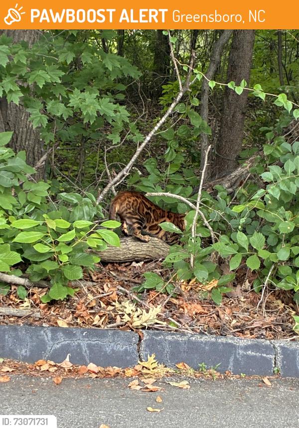 Found/Stray Unknown Cat last seen The woods on the back side of the property. Was hanging out under cars, Greensboro, NC 27409