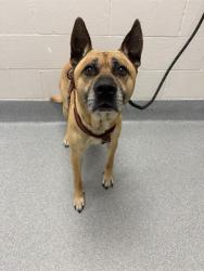 Shelter Stray Male Dog last seen Near, 2600 S Harding St, Indianapolis, IN 46221, USA
