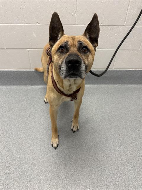 Shelter Stray Male Dog last seen Near, 2600 S Harding St, Indianapolis, IN 46221, USA