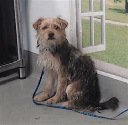 Shelter Stray Unknown Dog last seen FLORIDA X 20TH, 1419 Bryant St, San Francisco, CA 94103, USA