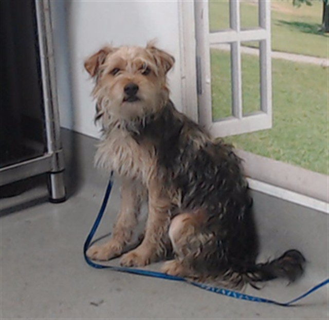 Shelter Stray Unknown Dog last seen FLORIDA X 20TH, 1419 Bryant St, San Francisco, CA 94103, USA