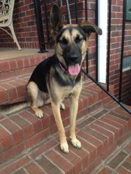 Lost Female Dog last seen Lake Spivey, Jonesboro, GA 30236