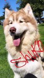 Reunited Male Dog last seen Near 82nd Ave, Oakland, CA 94621, USA, Oakland, CA 94621