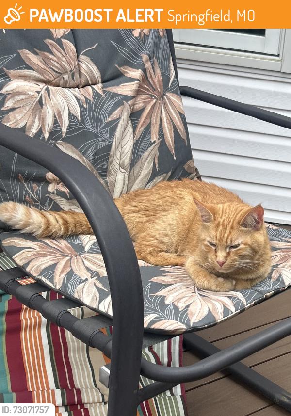 Found/Stray Unknown Cat last seen E Sunshine and Forrest Heights, Springfield, MO 65809