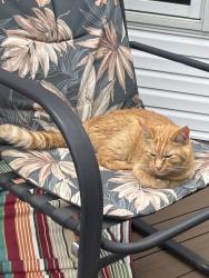 Found/Stray Unknown Cat last seen E Sunshine and Forrest Heights, Springfield, MO 65809
