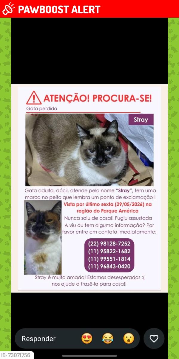 Lost Female Cat last seen Rua ciro salomão, perto do Gigantinho, Parque America, SP 04841-100