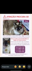 Lost Female Cat last seen Rua ciro salomão, perto do Gigantinho, Parque America, SP 04841-100