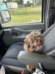 Found/Stray Unknown Dog last seen Fry and clay, Houston, TX 77449
