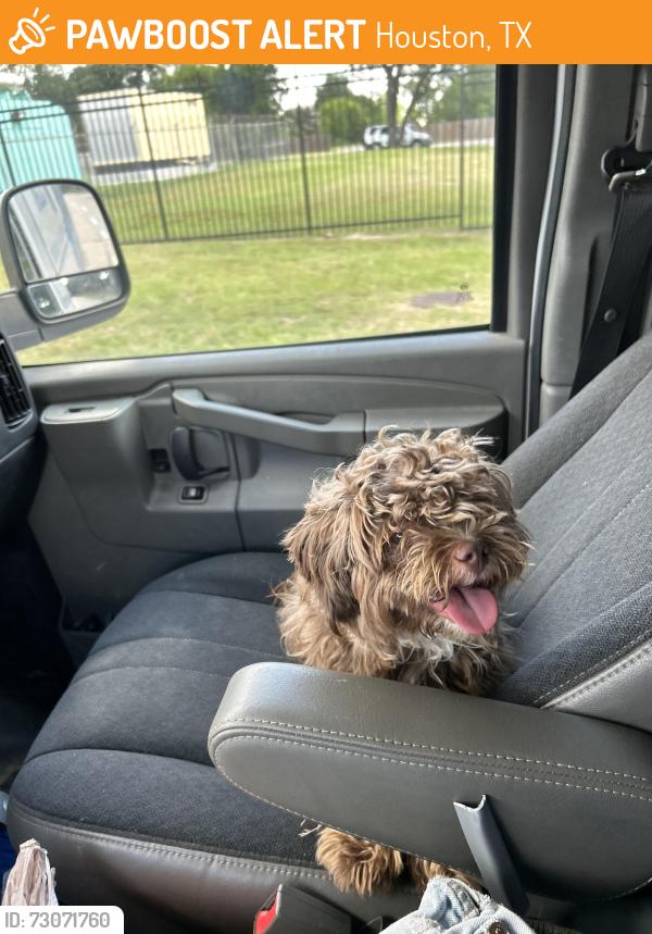 Found/Stray Unknown Dog last seen Fry and clay, Houston, TX 77449