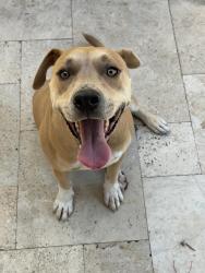 Reunited Male Dog last seen Popeyes , Dania Beach, FL 33004