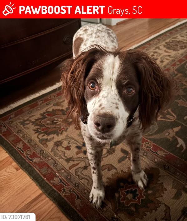 Lost Female Dog last seen Pine level church, Grays, SC 29916