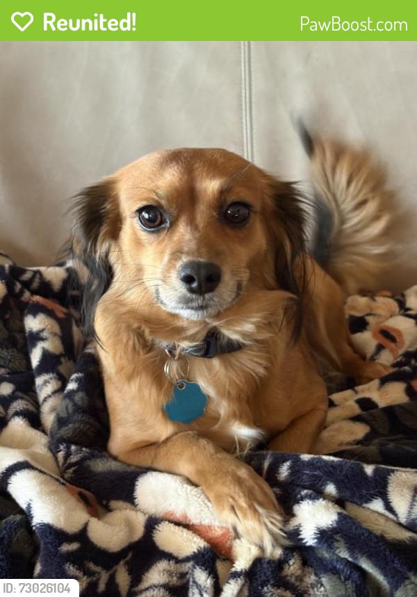 Reunited Female Dog last seen Luckie Street and West Ave, Cartersville, GA 30120