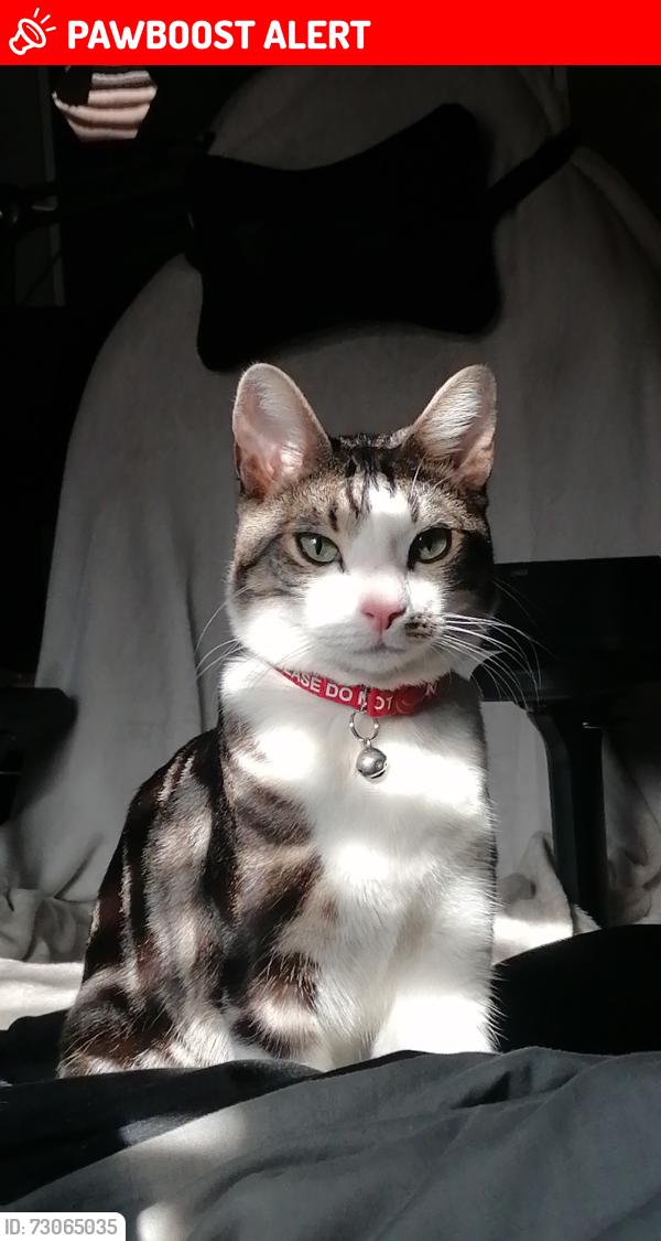 Lost Male Cat last seen Biggleswade cemetary , Central Bedfordshire, England SG18 0LU