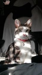 Lost Male Cat last seen Biggleswade cemetary , Central Bedfordshire, England SG18 0LU