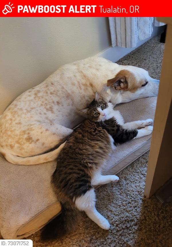 Lost Male Cat last seen SW Jurgens Rd and SW Hazelbrook Rd, Tualatin, OR 97062