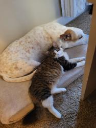 Lost Male Cat last seen SW Jurgens Rd and SW Hazelbrook Rd, Tualatin, OR 97062