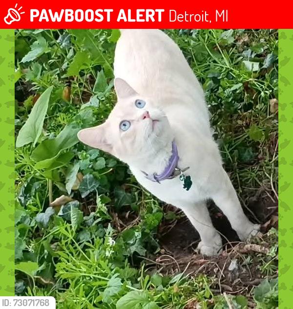 Lost Male Cat last seen Hendrie and chane st, Detroit, MI 48211