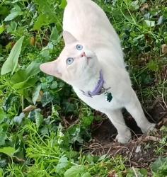 Lost Male Cat last seen Hendrie and chane st, Detroit, MI 48211