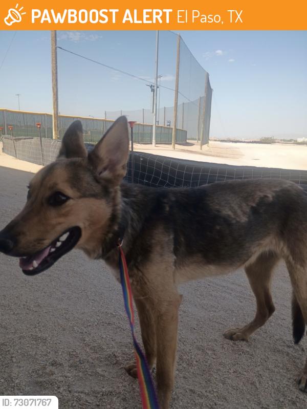 Found/Stray Female Dog last seen Found by El Paso county sports park behind cicis pizza, El Paso, TX 79936