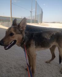 Found/Stray Female Dog last seen Found by El Paso county sports park behind cicis pizza, El Paso, TX 79936