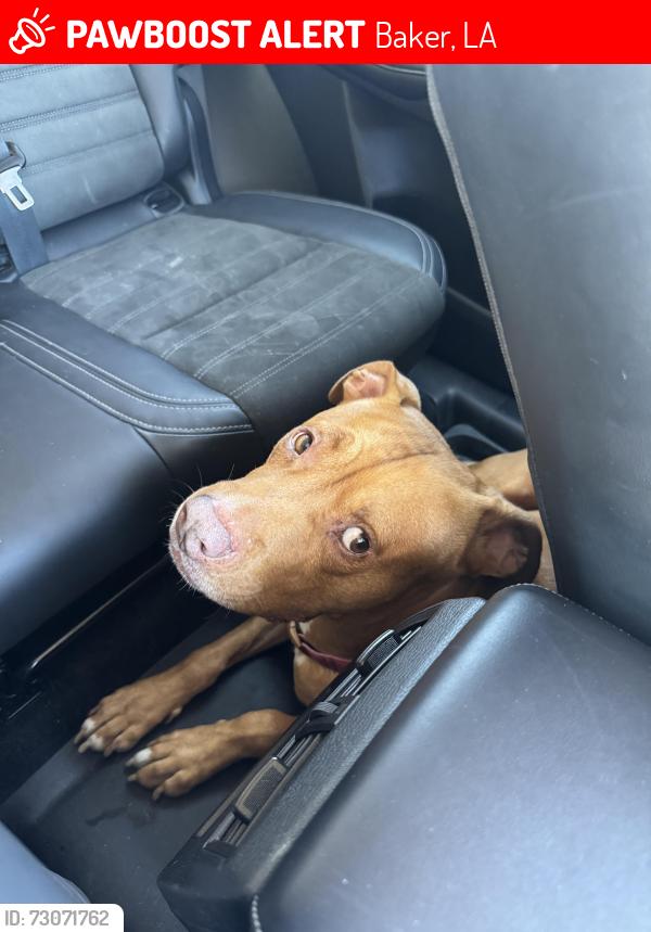 Lost Male Dog last seen Near w magnolia drive baker la, Baker, LA 70714