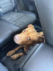 Lost Male Dog last seen Near w magnolia drive baker la, Baker, LA 70714