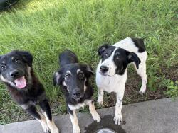 Found/Stray Unknown Dog last seen Near and spur, Magnolia, TX 77354