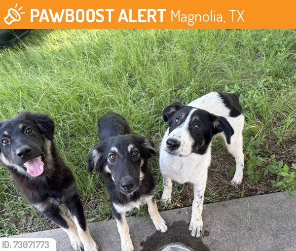 Found/Stray Unknown Dog last seen Near and spur, Magnolia, TX 77354