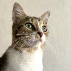 Lost Female Cat last seen Oak Park Dr, Brookside, AL 35117
