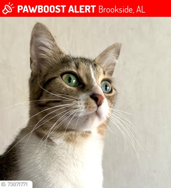 Lost Female Cat last seen Oak Park Dr, Brookside, AL 35117