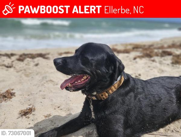 Lost Male Dog last seen I74 south, Ellerbe, NC 28338