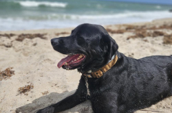 Lost Male Dog last seen I74 south, Ellerbe, NC 28338