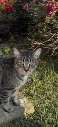 Found/Stray Male Cat last seen Avondale, pa, Avondale, PA 19311