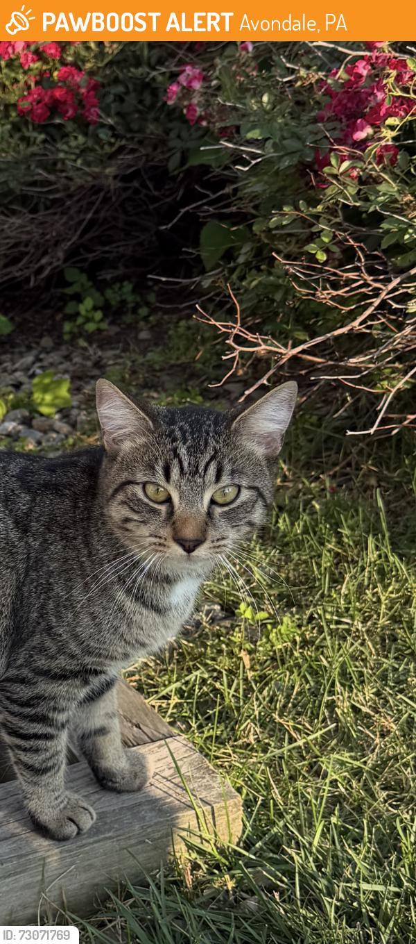 Found/Stray Male Cat last seen Avondale, pa, Avondale, PA 19311