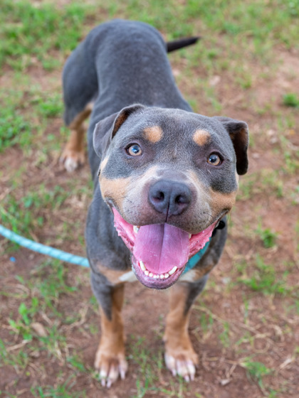 Shelter Stray Female Dog last seen Near WINDERMERE DRIVE Lithonia, 30038, 30038, GA, 3280 Chamblee Dunwoody Rd, Chamblee, GA 30341, USA