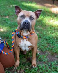 Shelter Stray Male Dog last seen Flat Shoals Rd, Atlanta, GA 30034, 30034, GA, 3280 Chamblee Dunwoody Rd, Chamblee, GA 30341, USA