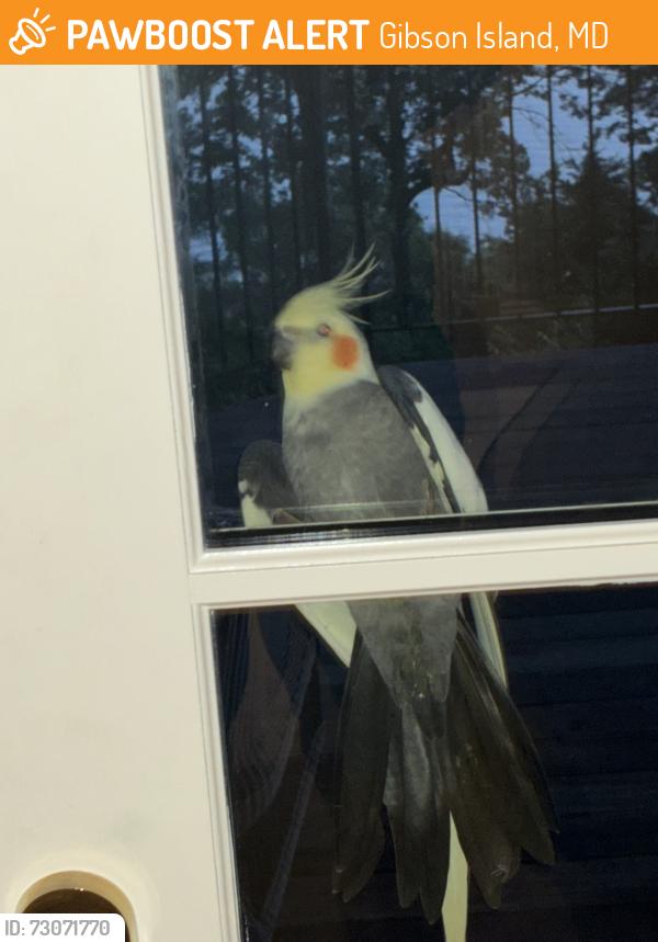 Found/Stray Male Bird last seen Gibson Island, Gibson Island, MD 21056
