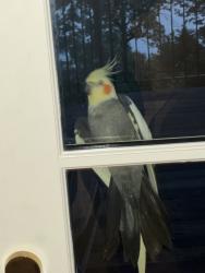 Found/Stray Male Bird last seen Gibson Island, Gibson Island, MD 21056