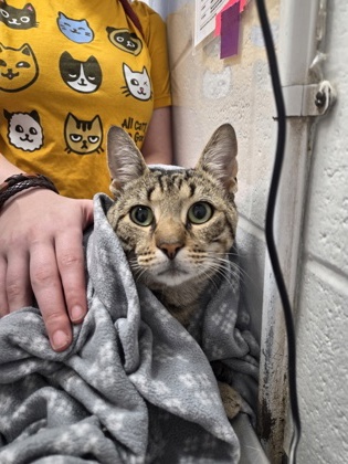 Shelter Stray Male Cat last seen Near N Weldon Pl, 21211, MD, 301 Stockholm St, Baltimore, MD 21230, USA