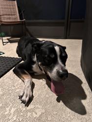 Found/Stray Male Dog last seen Old Lake Alfred Road and 557, Lake Alfred, FL 33850