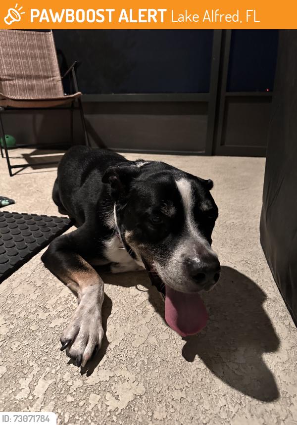 Found/Stray Male Dog last seen Old Lake Alfred Road and 557, Lake Alfred, FL 33850