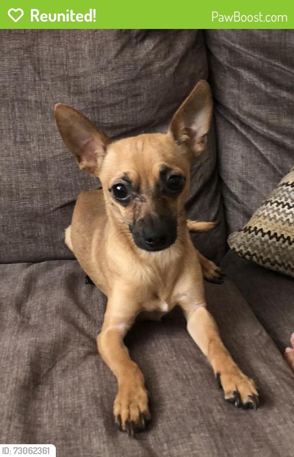 Reunited Male Dog last seen Near Briarwick Ct, Tampa, FL 33615