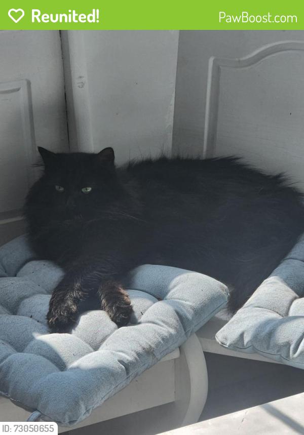 Reunited Female Cat last seen Linden Place, Middletown, NY, Middletown, NY 10940