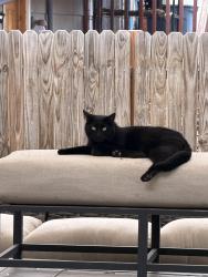 Lost Male Cat last seen Trinidad St & 32nd St, Evans, CO 80620