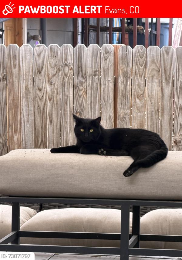 Lost Male Cat last seen Trinidad St & 32nd St, Evans, CO 80620
