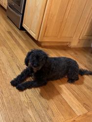 Lost Female Dog last seen Johnson rd, Falmouth, ME 04105
