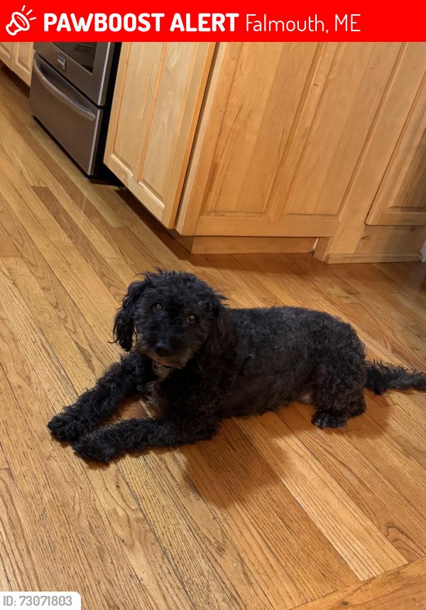 Lost Female Dog last seen Johnson rd, Falmouth, ME 04105