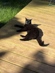 Reunited Female Cat last seen River road, locust ave, Charlottesville, VA 22901
