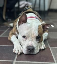 Shelter Stray Female Dog last seen Tillotson Ave & Baychester Ave, BRONX, NY, 10469, 326 E 110th St, New York, NY 10029, USA