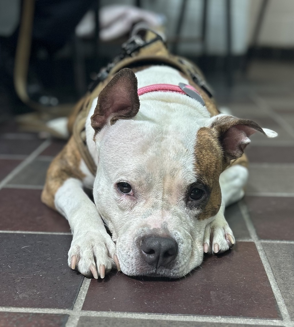 Shelter Stray Female Dog last seen Tillotson Ave & Baychester Ave, BRONX, NY, 10469, 326 E 110th St, New York, NY 10029, USA